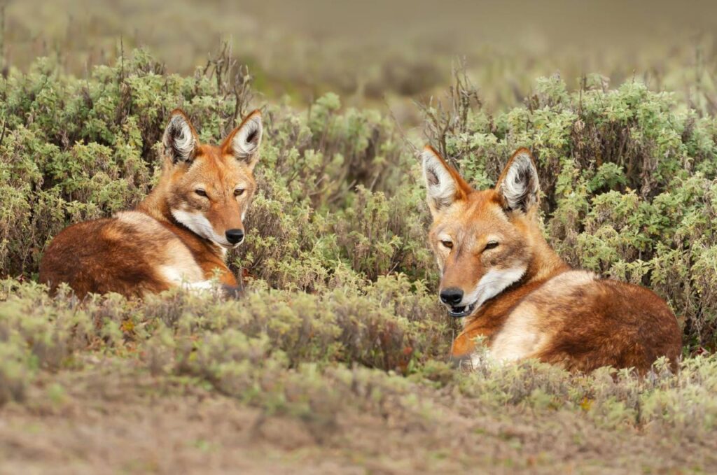 close up of two rare and endangered ethiopian wolves canis simensis lying on grass, bale mountains, ethiopia dreamstime xxl 227051310 (1)