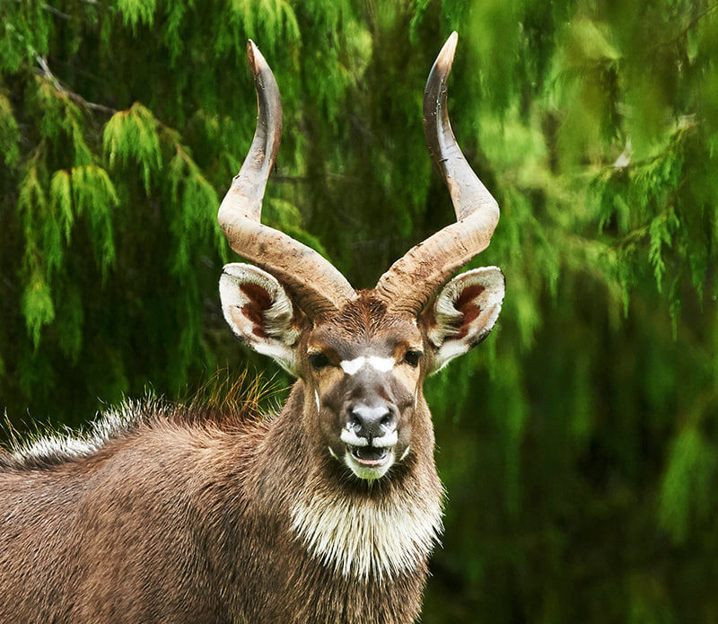 bale national park nyala