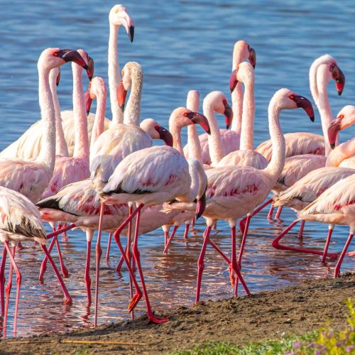 Ethiopia Rift Valley Lakes Tour
