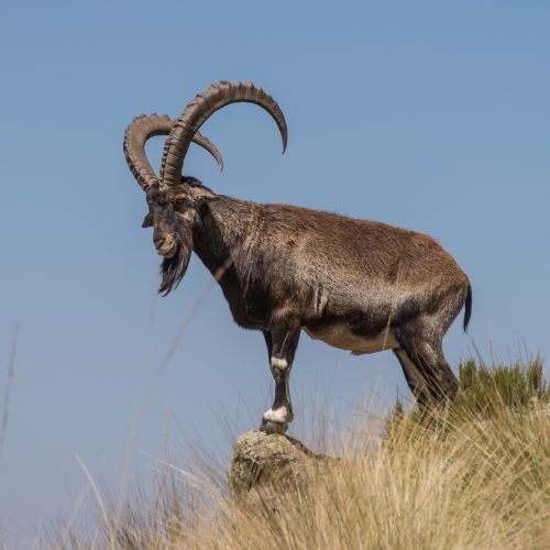 Ethiopian Endemic Big 5 Safari
