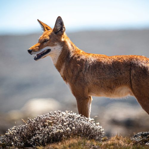 Ethiopian Wolf Safari and Tribes of the Omo
