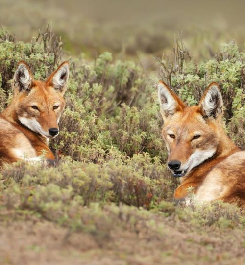 close up of two rare and endangered ethiopian wolves canis simensis lying on grass, bale mountains, ethiopia dreamstime xxl 227051310 (1)