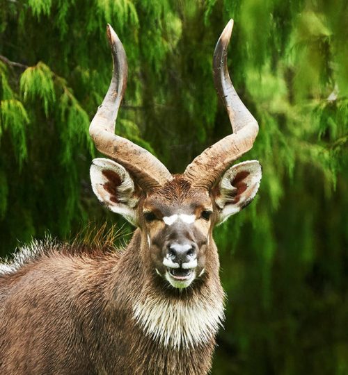 bale national park nyala